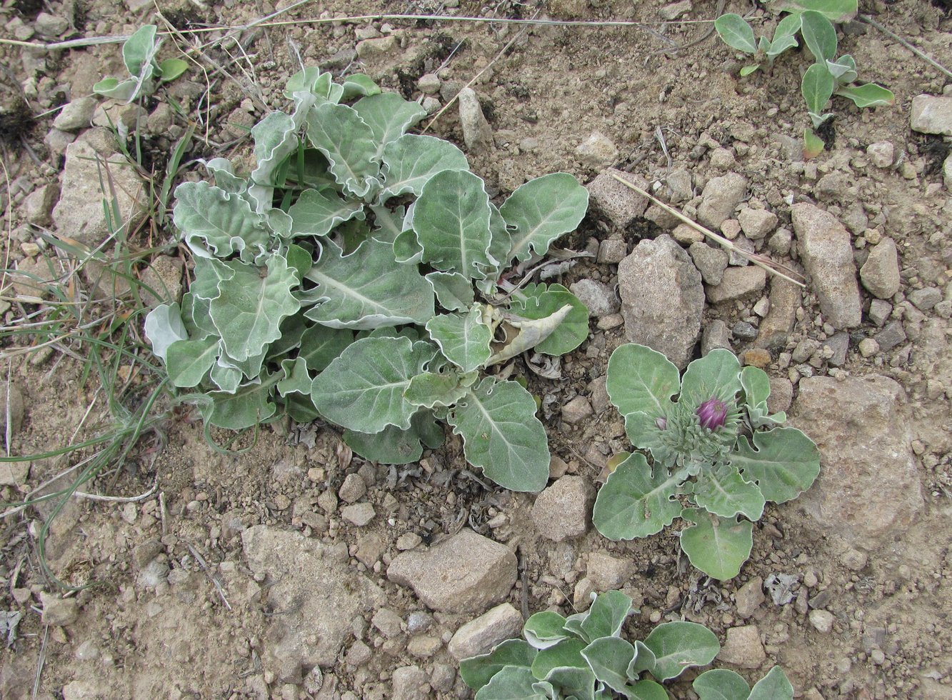 Image of Jurinea ruprechtii specimen.