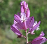 Polygala caucasica. Цветок. Дагестан, г. о. Махачкала, окр. с. Талги, склон горы. 15.05.2018.