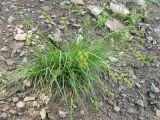Carex spicata. Цветущее растение. Крым, Ю. склон г. Чатырдаг. 24 мая 2010 г.
