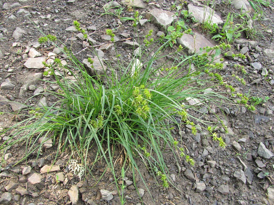 Image of Carex spicata specimen.