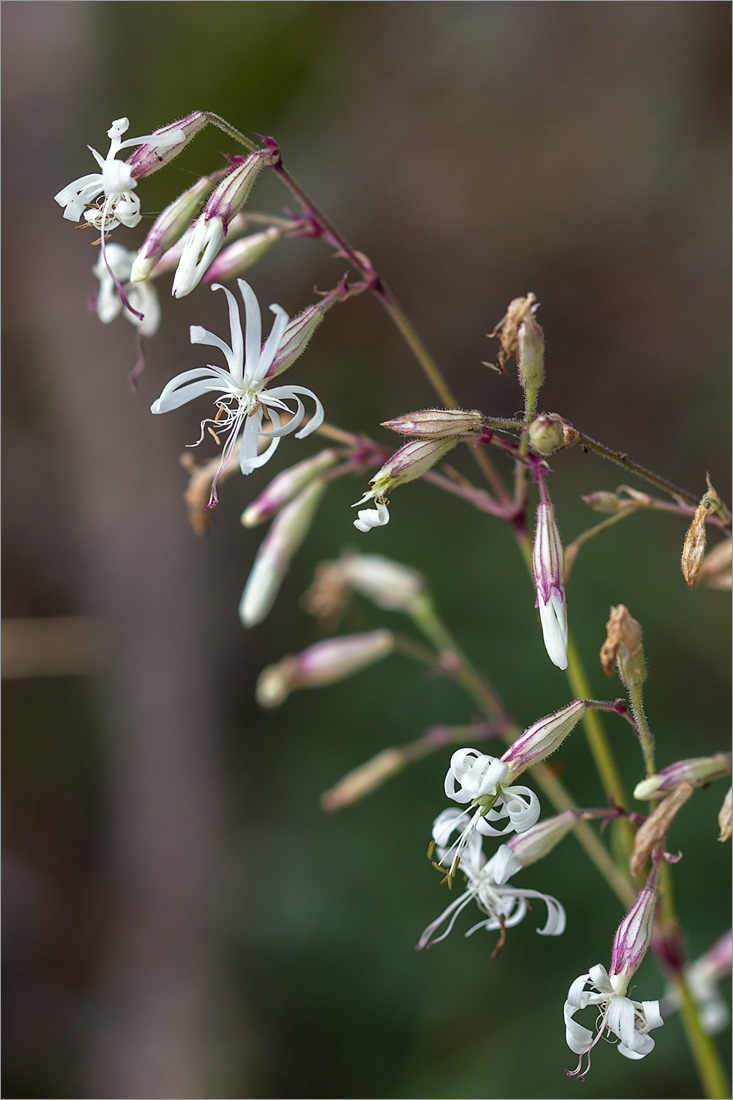 Image of Silene nutans specimen.