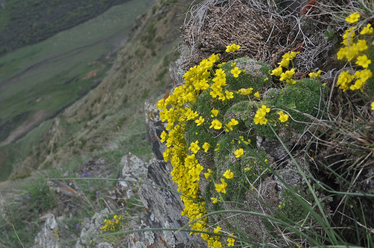 Изображение особи Draba bryoides.