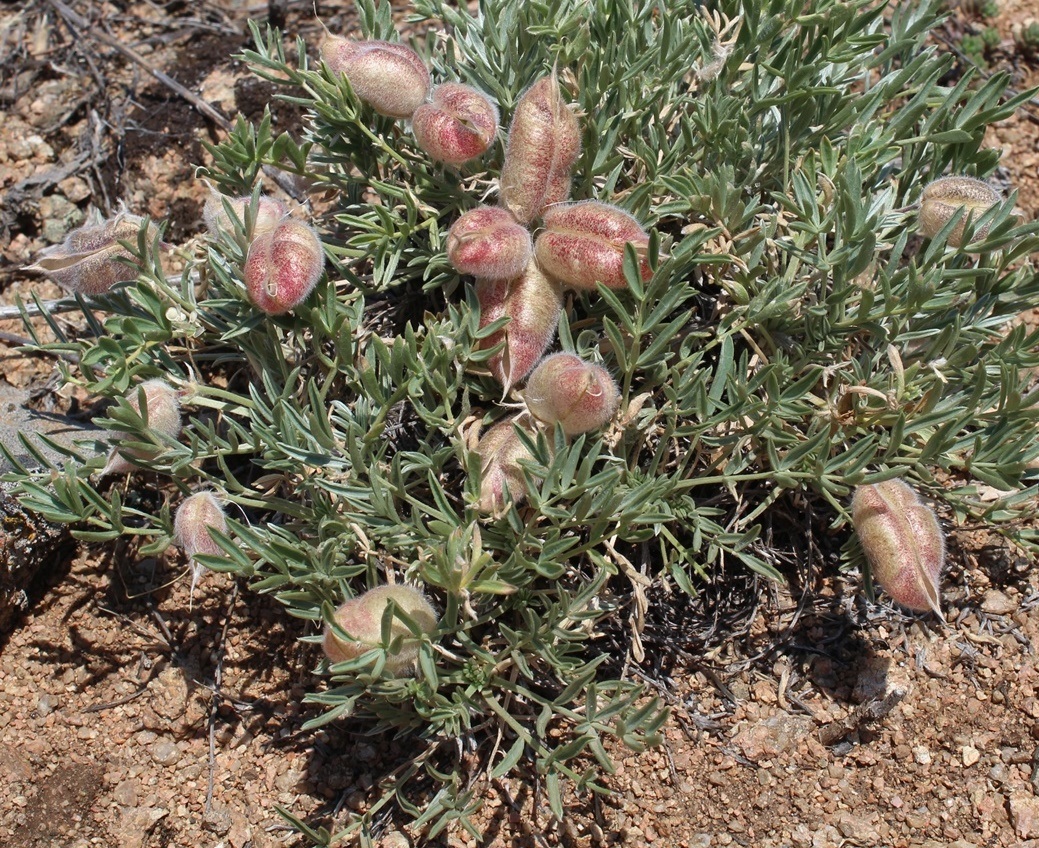 Изображение особи Oxytropis subverticillaris.