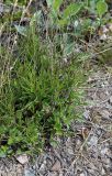 Campanula rotundifolia. Растения с развивающимися цветоносными стеблями и остатками прошлогодних стеблей. Мурманская обл., п-ов Рыбачий, ерниковая тундра, у дороги. 29.06.2018.