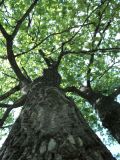 Quercus robur