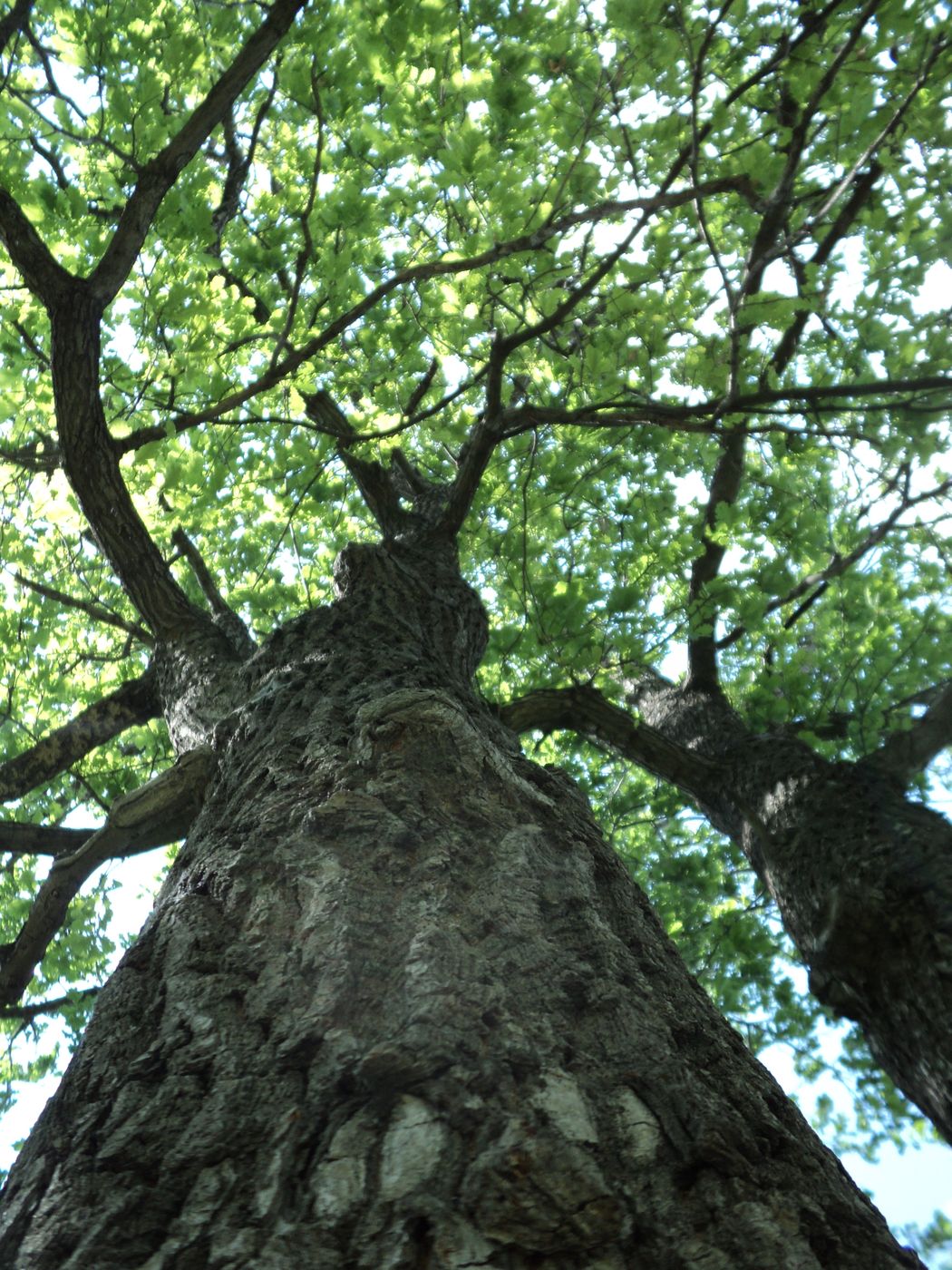 Изображение особи Quercus robur.