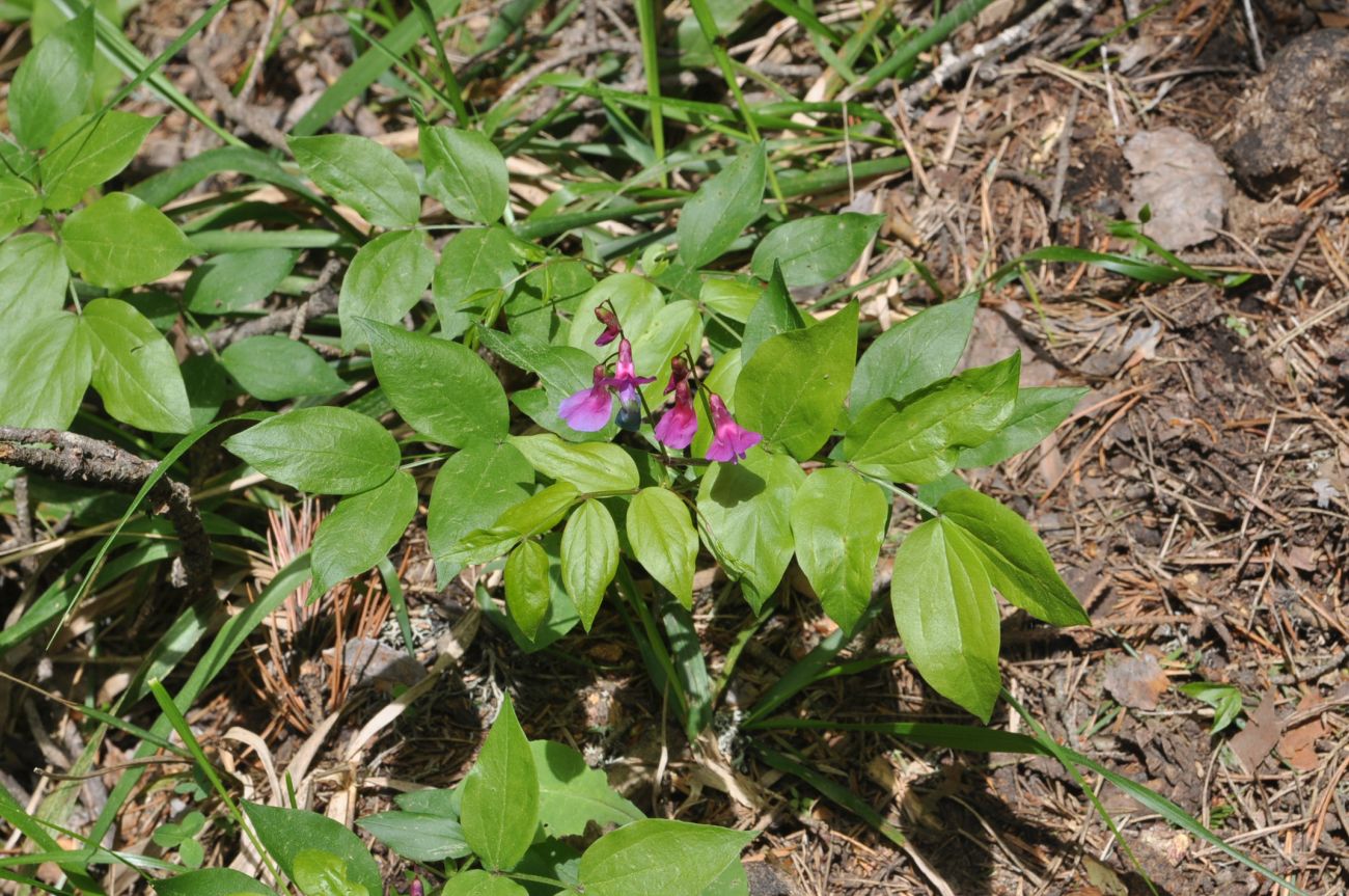 Изображение особи Lathyrus vernus.