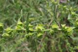 Rumex pulcher. Часть соцветия. Крым, Севастополь, окр. Балаклавы. 31 мая 2010 г.