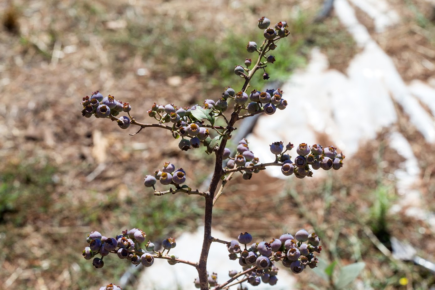 Image of Vaccinium corymbosum specimen.