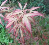Acer palmatum