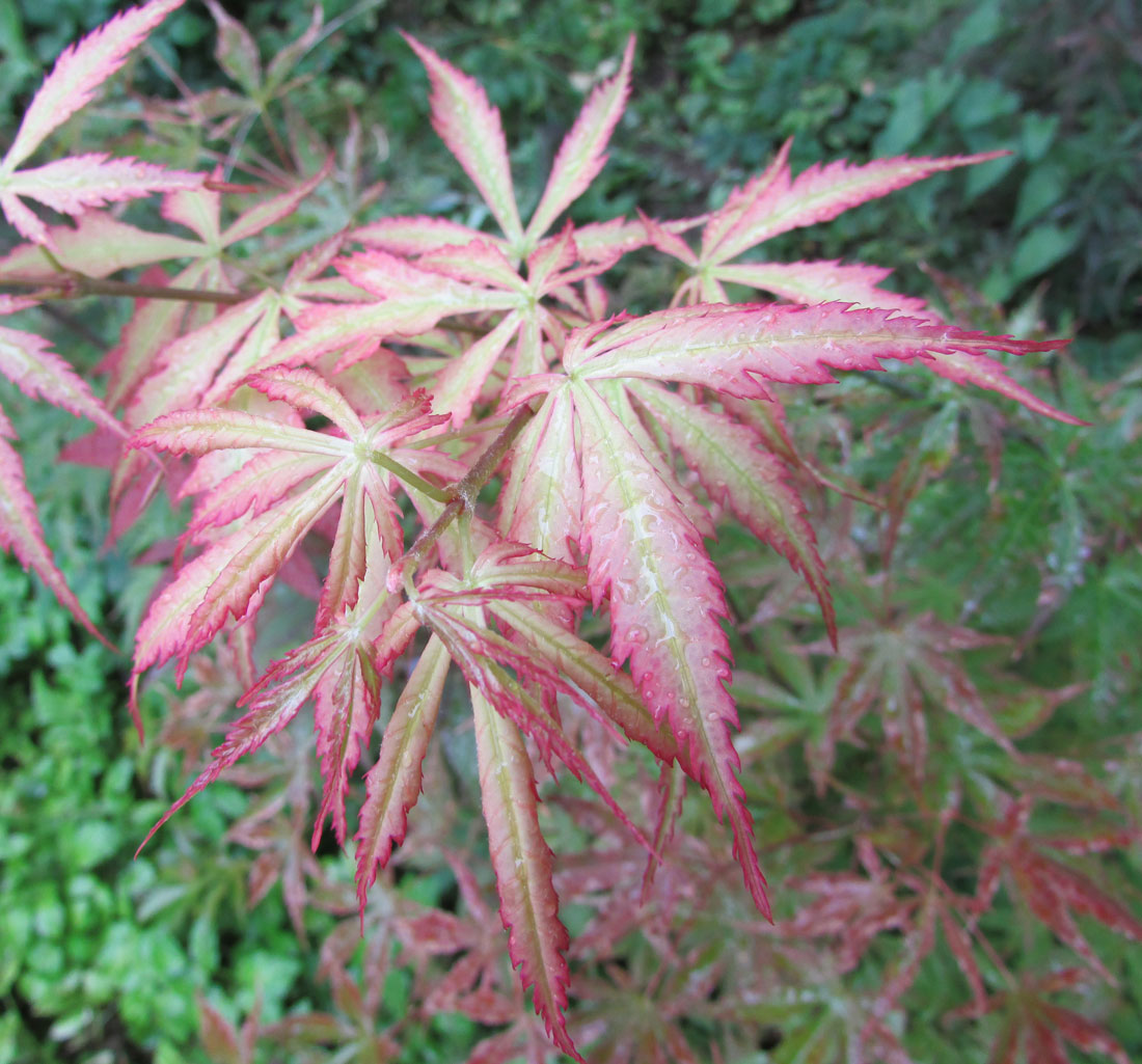 Image of Acer palmatum specimen.