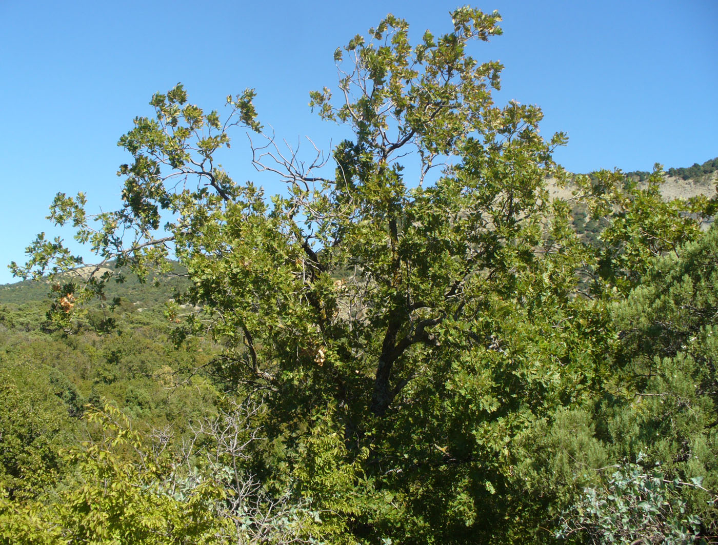 Изображение особи Quercus petraea.