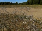 Gypsophila paniculata