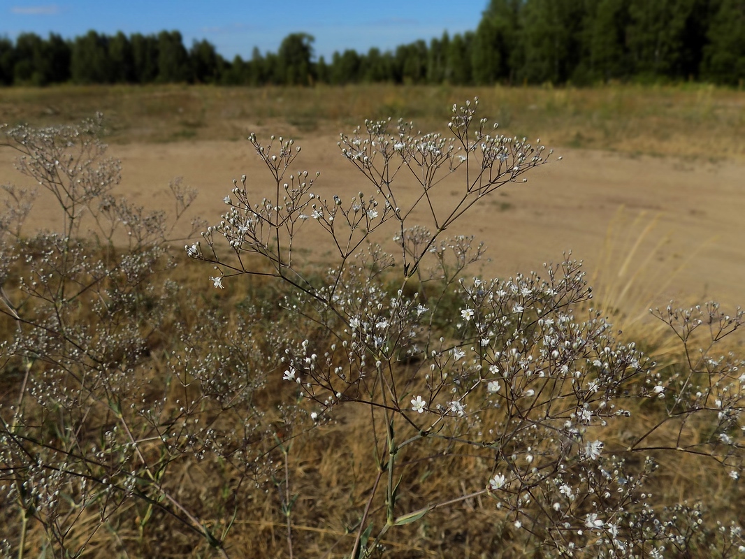 Изображение особи Gypsophila paniculata.