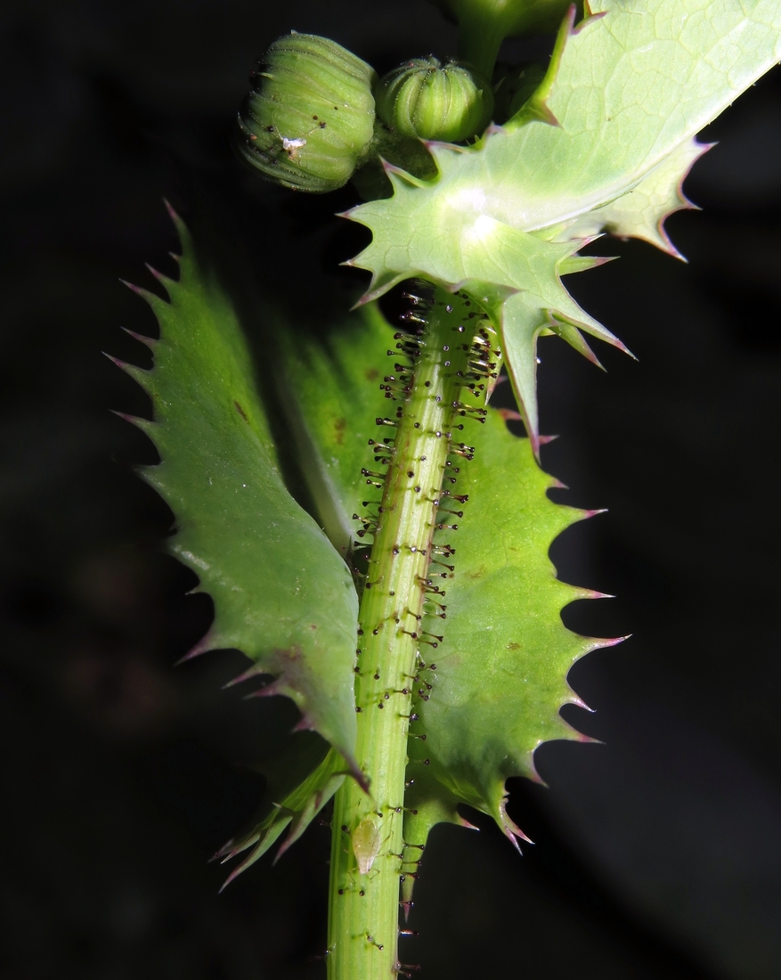 Изображение особи Sonchus asper.