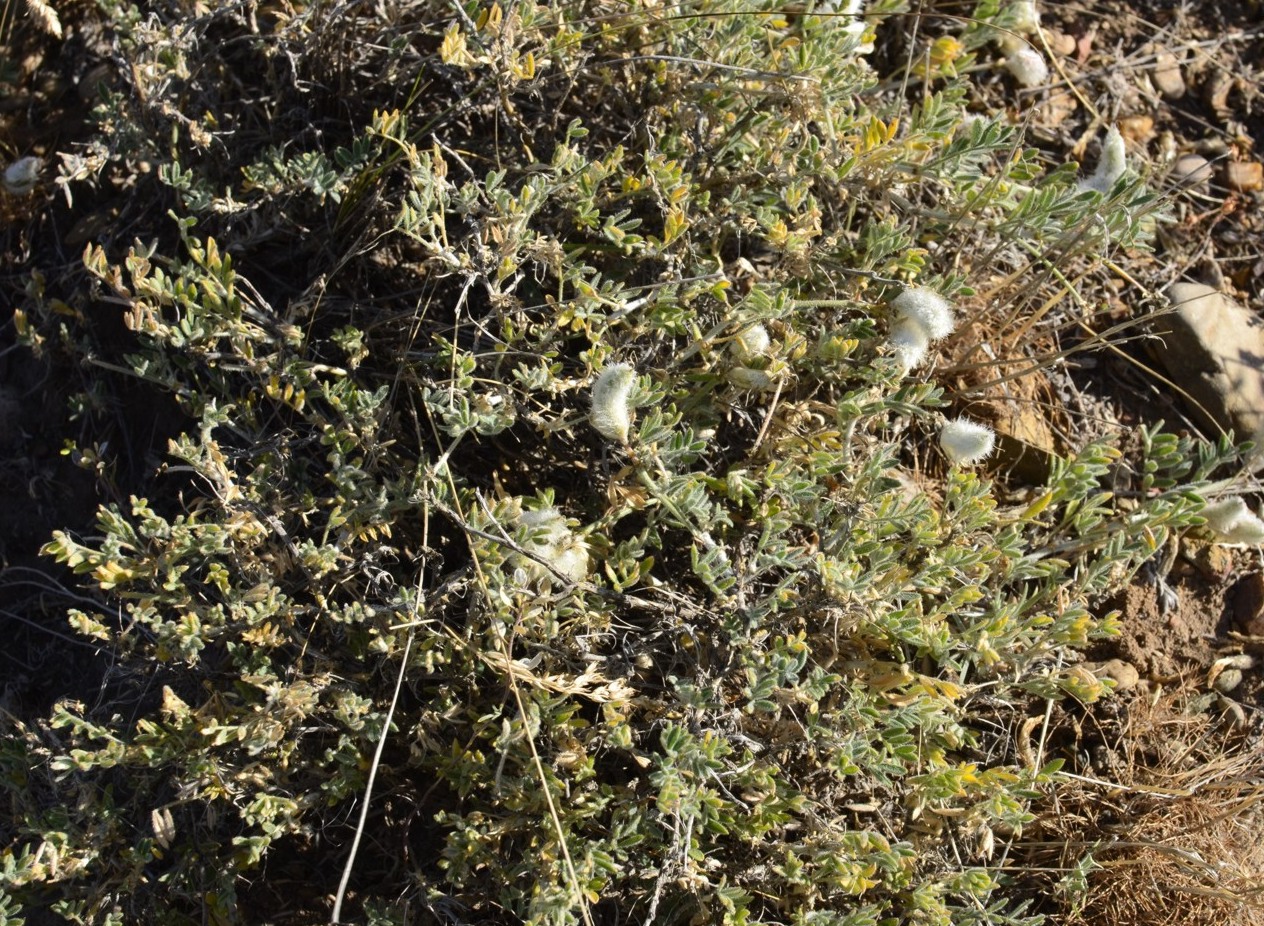 Image of Astragalus subarcuatus specimen.