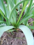 genus Muscari