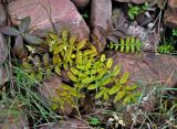 Potentilla anserina. Вегетирующее растение. Новгородская обл., берег оз. Ильмень, геологический памятник \"Ильменский глинт\", каменистый берег озера. 04.11.2018.