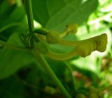 Aristolochia clematitis. Цветы. Чувашия, окр. г. Шумерля, пойма р. Сура, оз. Холодное. 11 июня 2008 г.