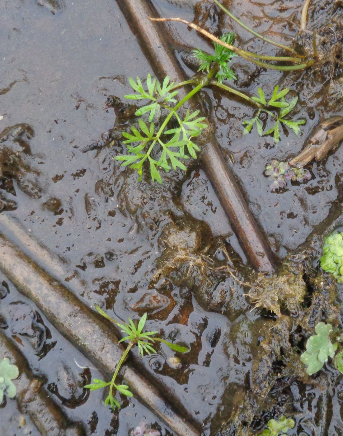 Image of Oenanthe aquatica specimen.