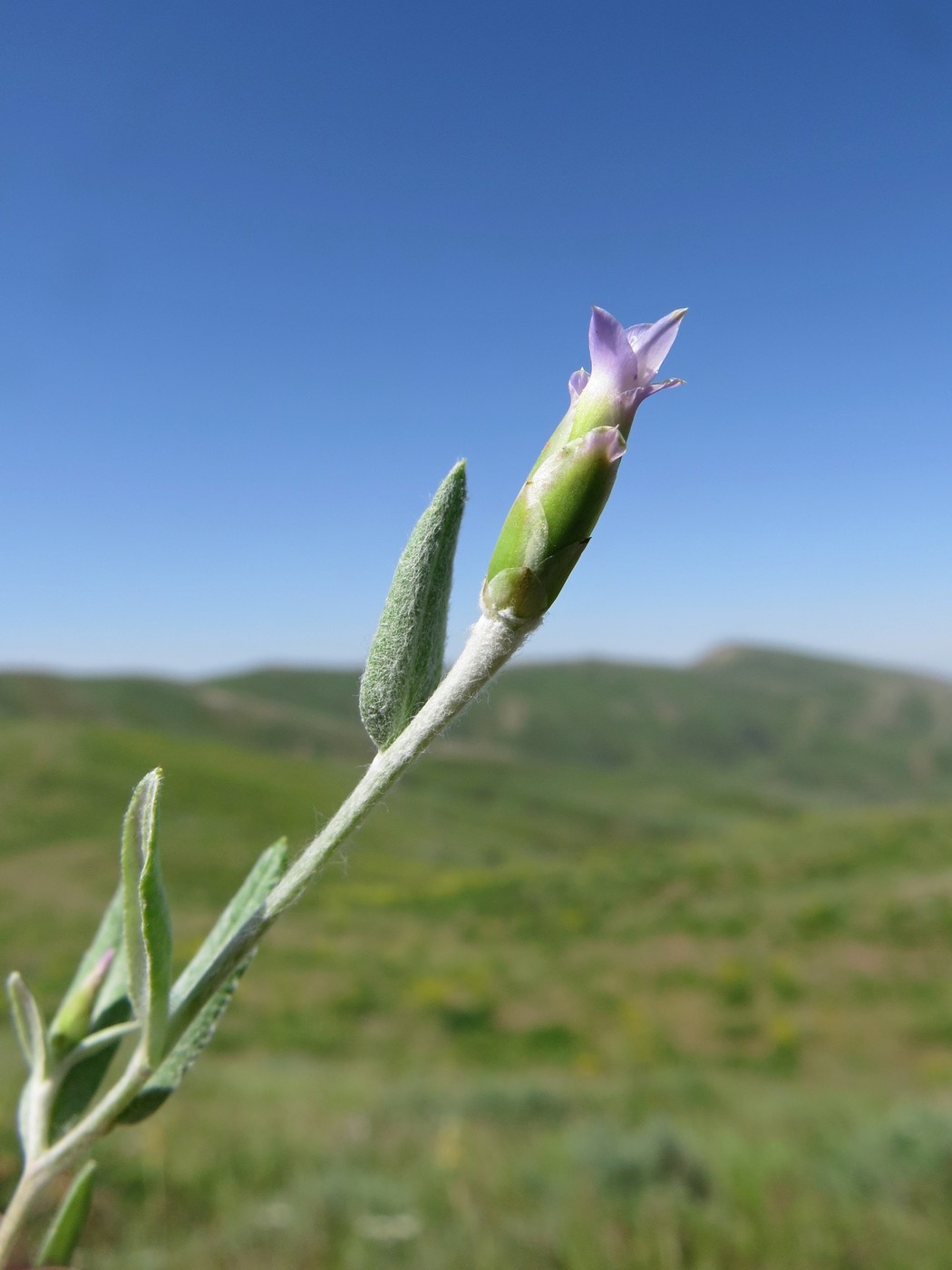 Изображение особи Chardinia orientalis.