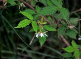 Rubus matsumuranus