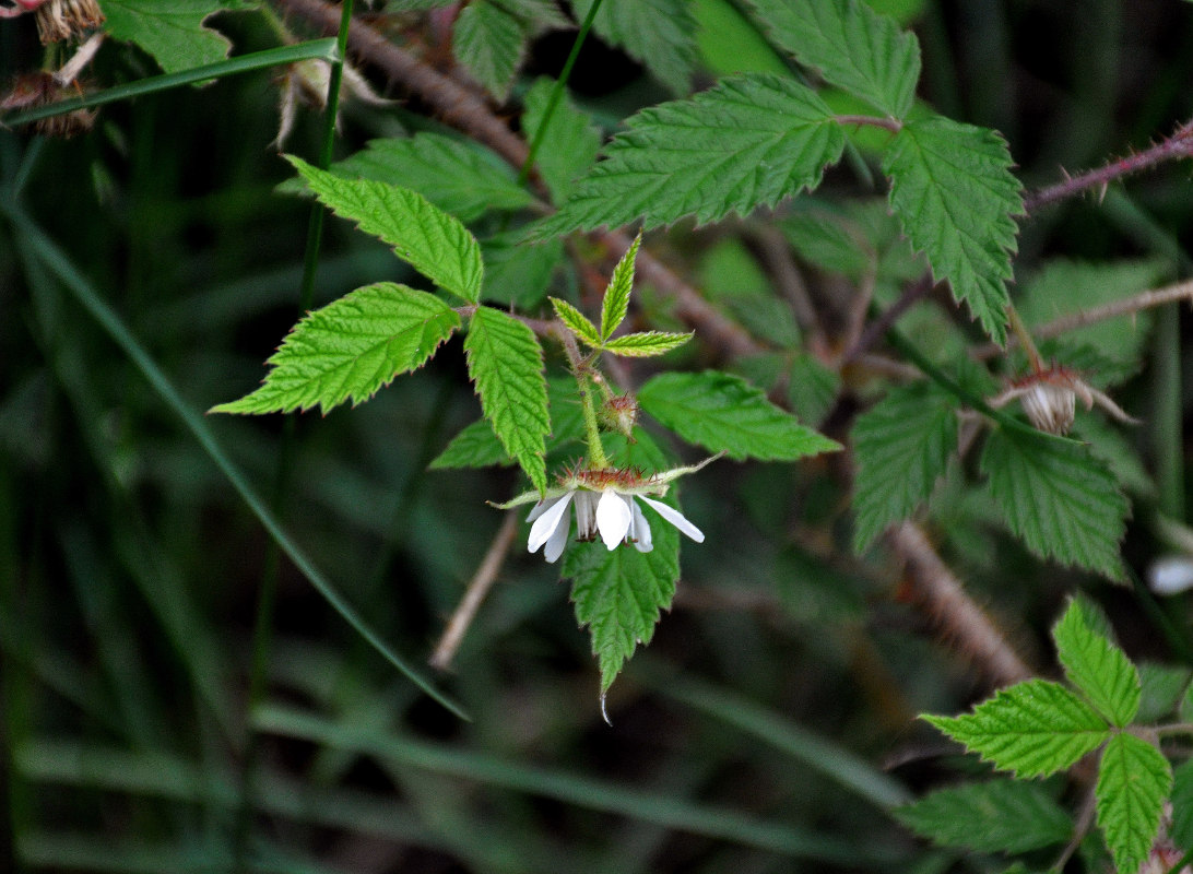 Image of Rubus matsumuranus specimen.