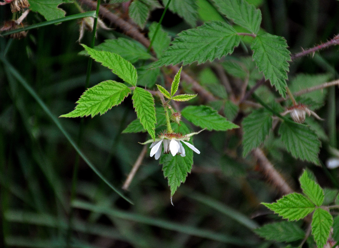 Изображение особи Rubus matsumuranus.