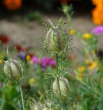 Nigella damascena