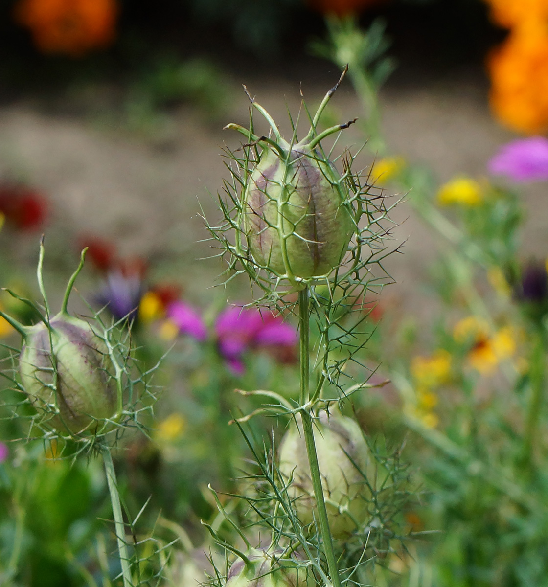 Изображение особи Nigella damascena.