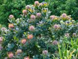 Leucospermum glabrum