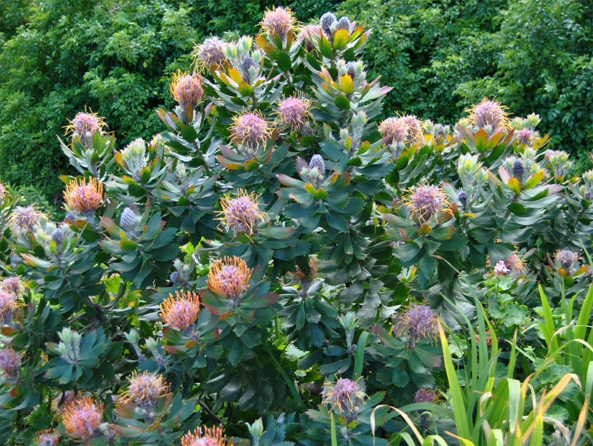 Изображение особи Leucospermum glabrum.