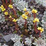 Saxifraga macrocalyx