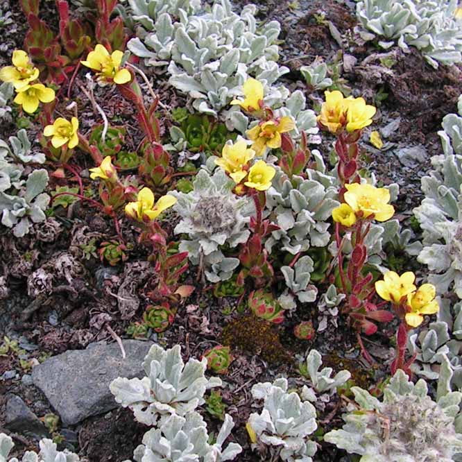 Image of Saxifraga macrocalyx specimen.