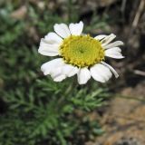 Achillea schurii. Соцветие-корзинка. Украина, Закарпатская обл., Раховский р-н, хр. Свидовец, ≈ 1800 м н.у.м., скальное обнажение. 2 июля 2010 г.