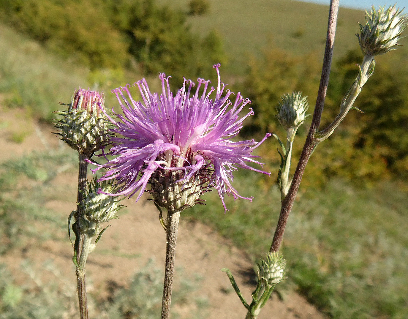 Image of Jurinea salicifolia specimen.