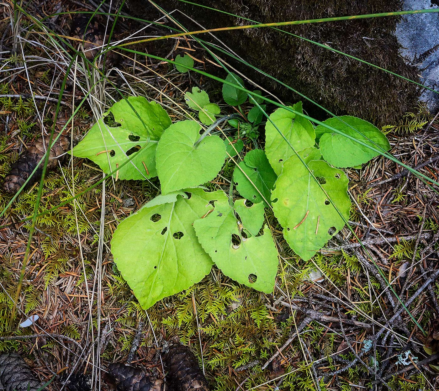 Image of Viola collina specimen.