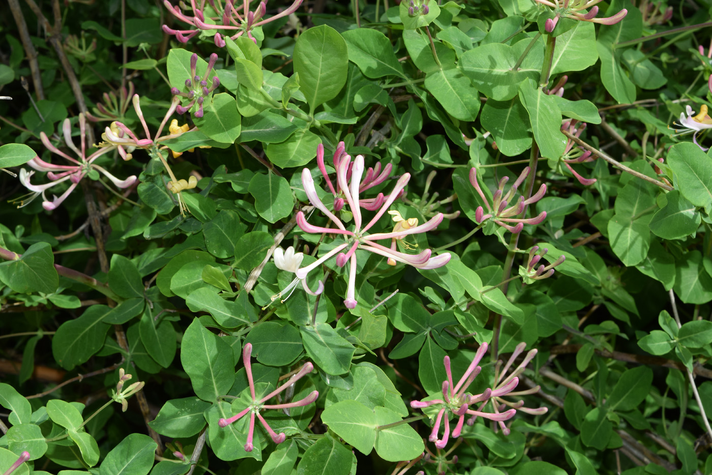 Изображение особи Lonicera caprifolium.