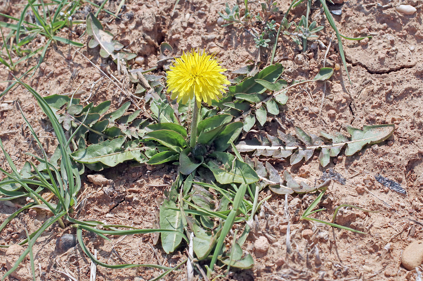 Изображение особи Taraxacum monochlamydeum.