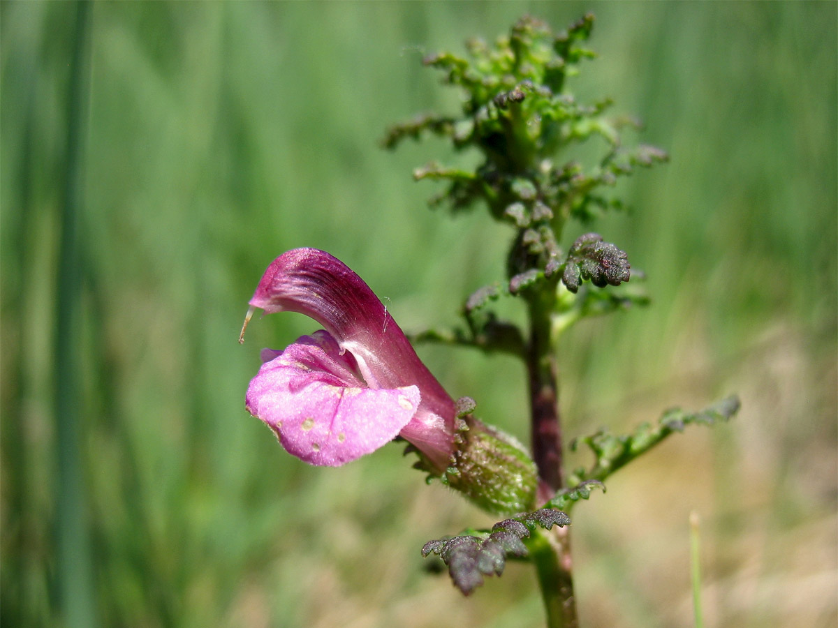 Изображение особи Pedicularis palustris.