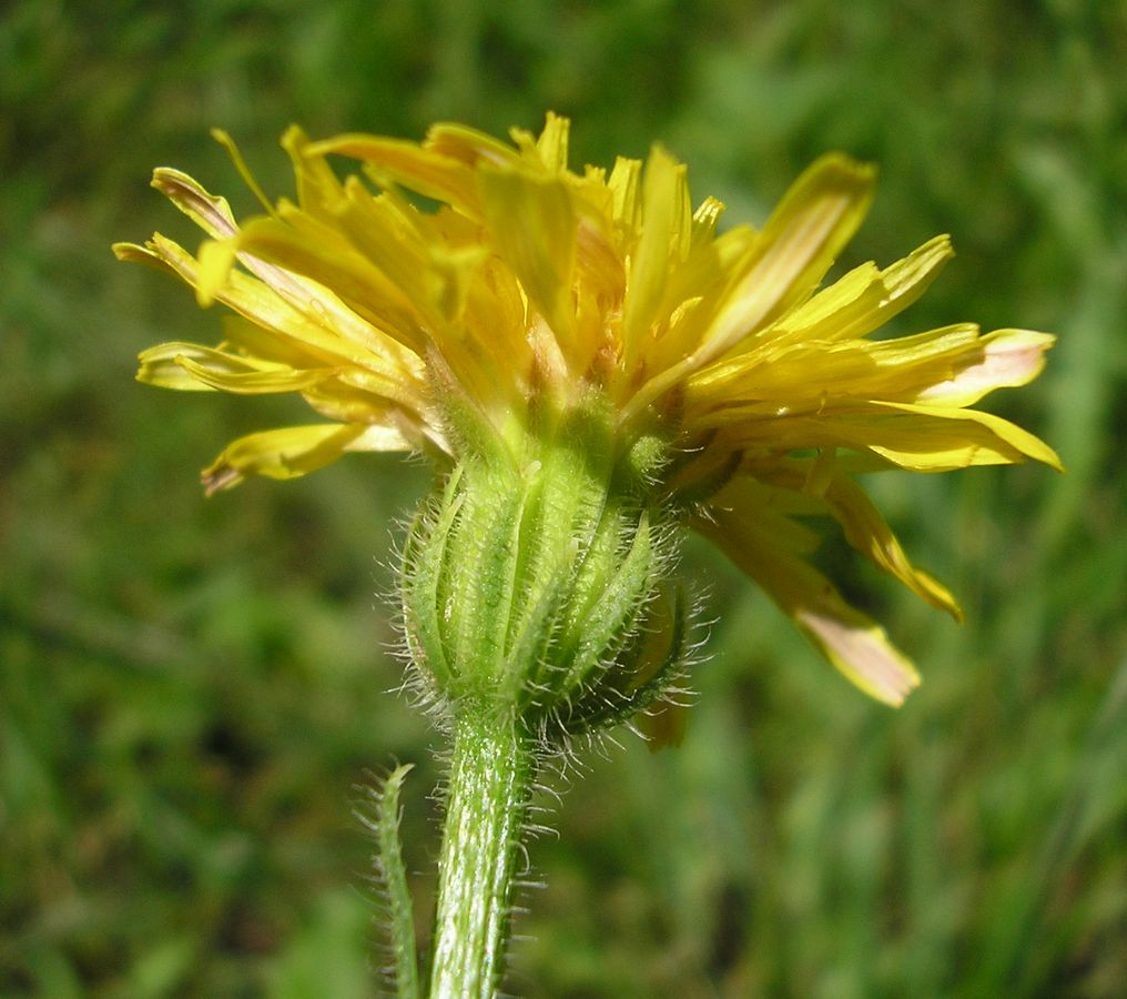 Изображение особи Crepis rhoeadifolia.