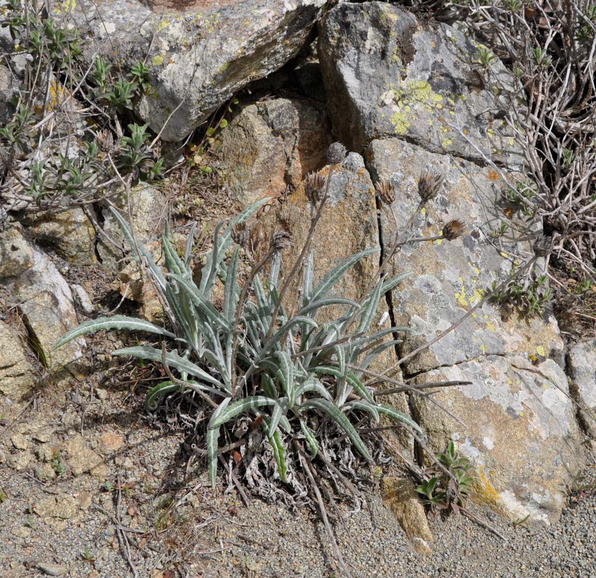 Image of Jurinea cypria specimen.