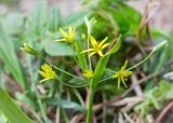 Gagea lutea