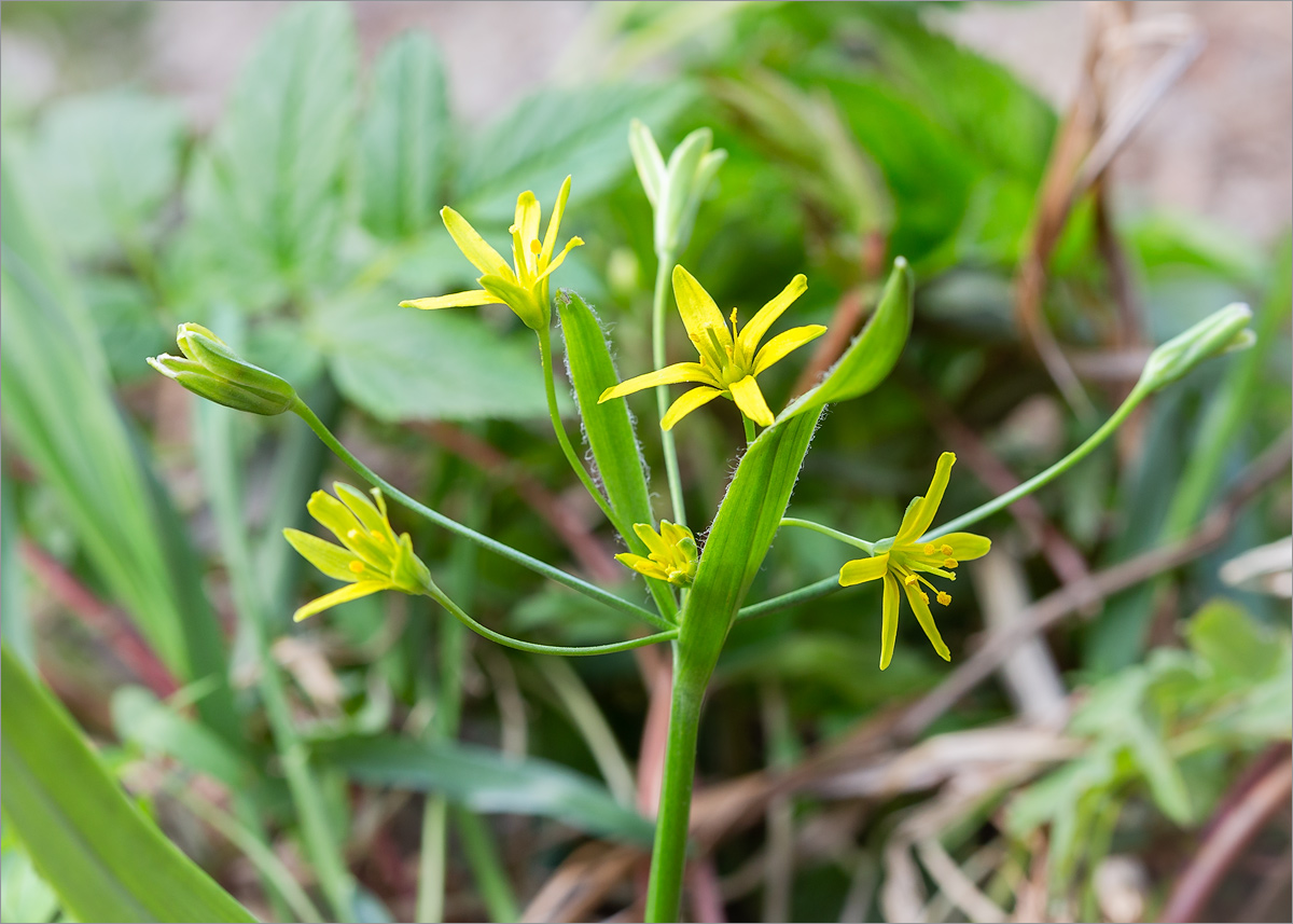 Изображение особи Gagea lutea.