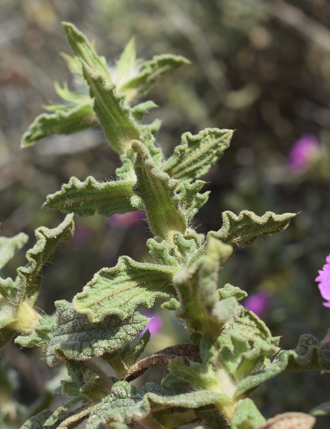 Image of Cistus crispus specimen.