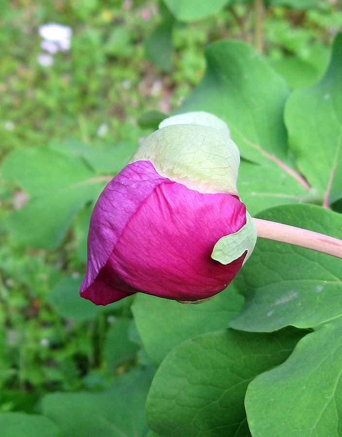 Image of Paeonia daurica specimen.