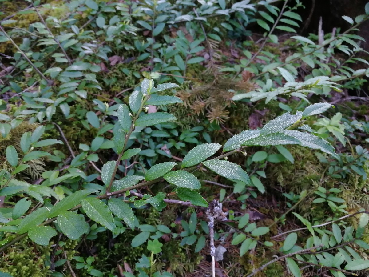 Image of Ilex rugosa specimen.