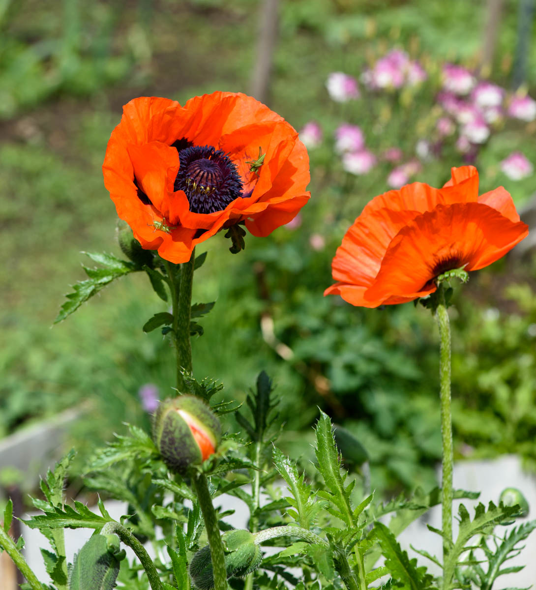 Изображение особи Papaver setiferum.