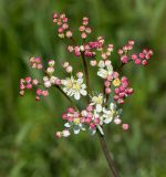 Filipendula vulgaris. Соцветие с яркой окраской бутонов. Казахстан, Восточно-Казахстанская обл.; Западный Алтай, скл. Ульбинского хребта, окр. с. Ушановское, горный луг. 16.06.2019.