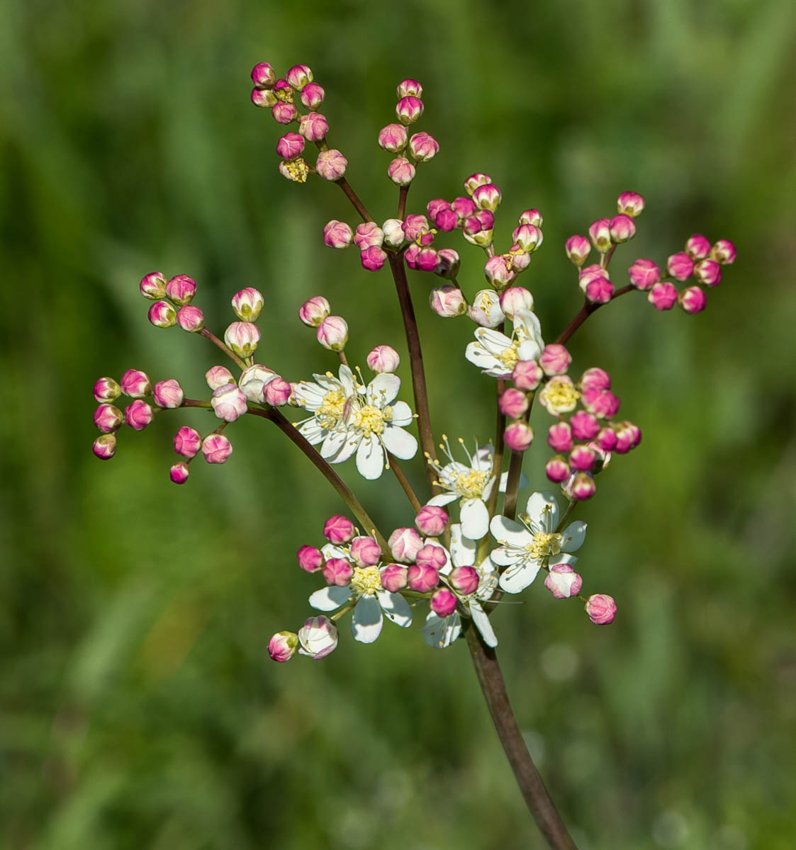 Image of Filipendula vulgaris specimen.